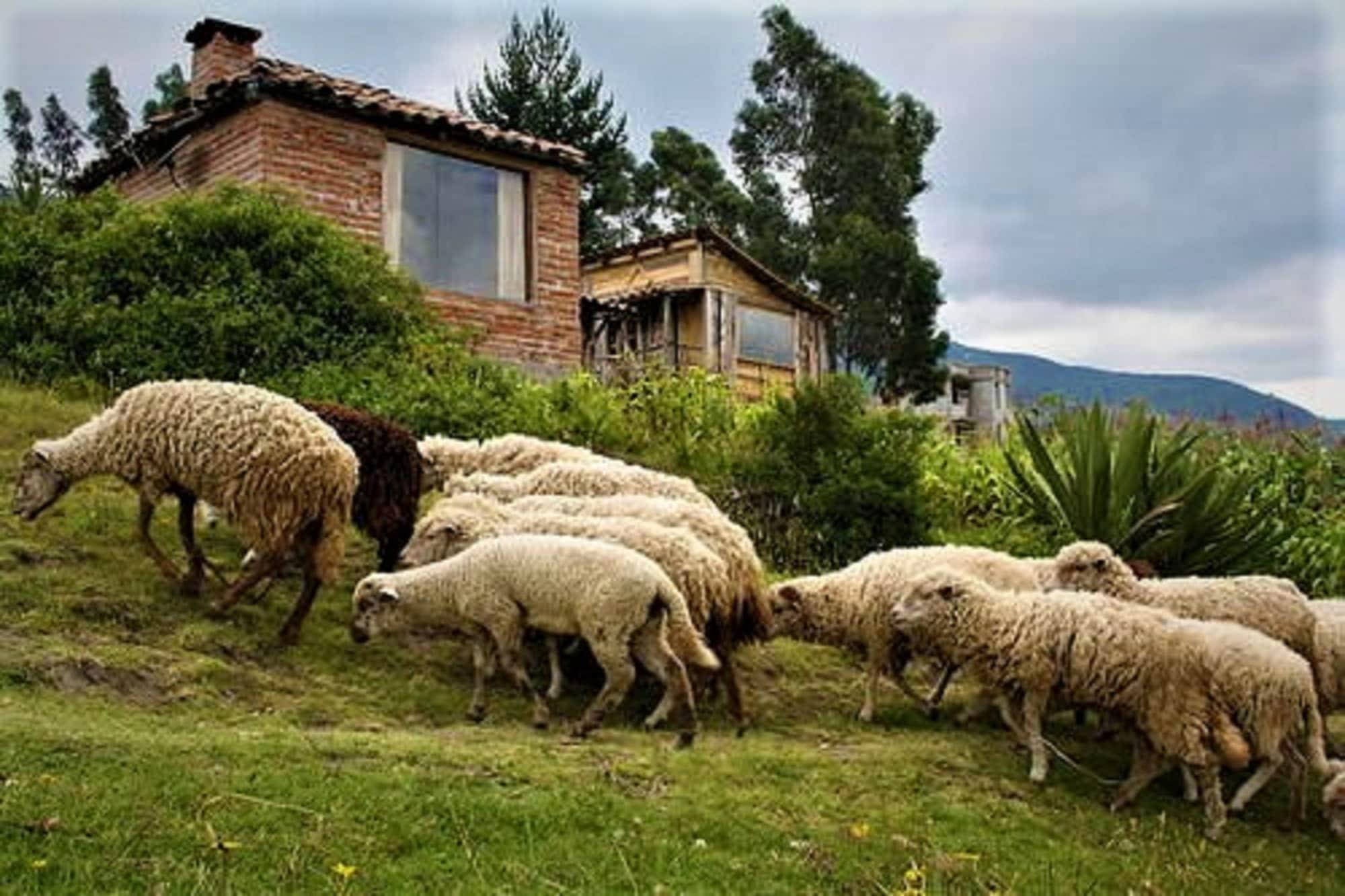 Vista Exterior Cabañas Balcón del Lago