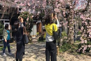 Actividad - Tour Hanami de los Cerezos en Flor