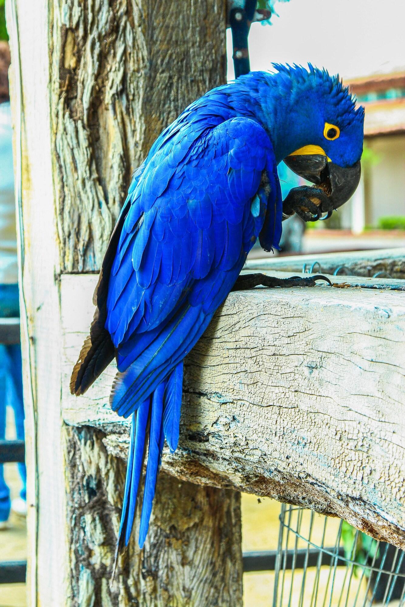 Vista Lobby Pantanal Mato Grosso Hotel