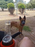 Alquiler Vacacional - Snakes a plenty, rough country accommodation, no electronic communications.