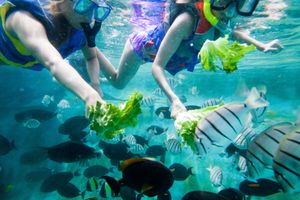 Actividad - Pase de atracciones Go City Oahu All inclusive Pass 