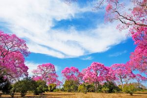 Passagem - Voos para Campo Grande