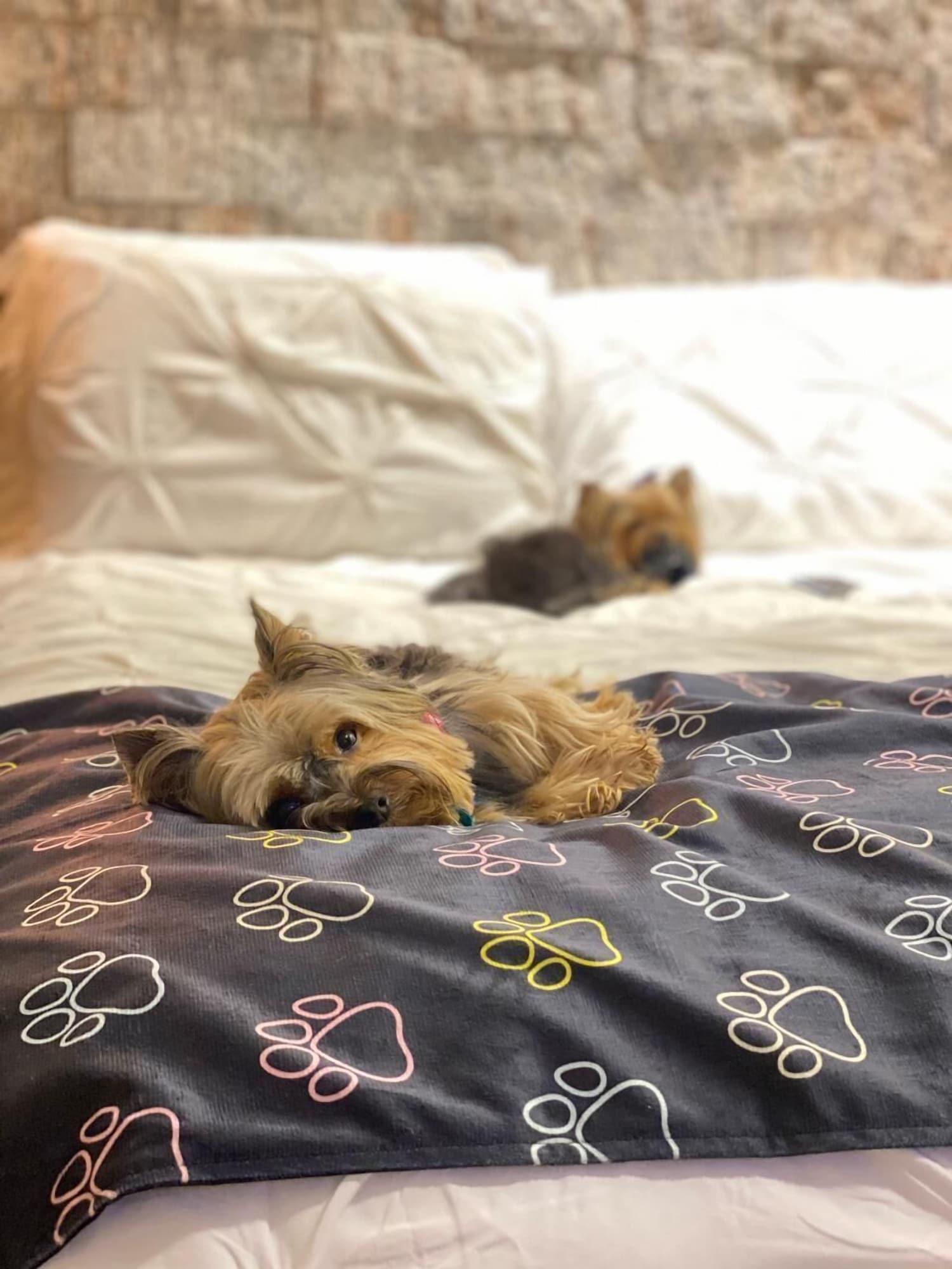 Habitación Villa Ayê Pousada Petfriendly