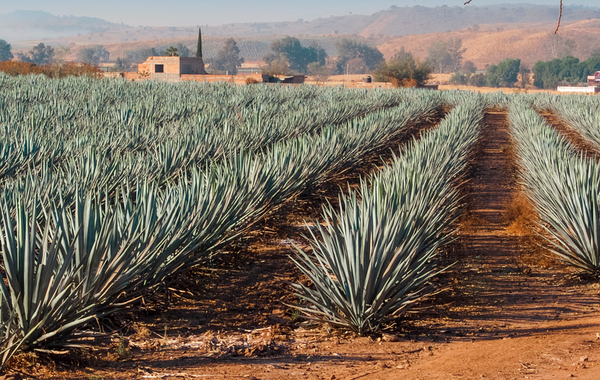 Hotel Dali Ejecutivo