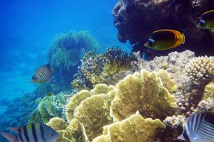 Actividad - Roqueta Island Snorkelling Tour