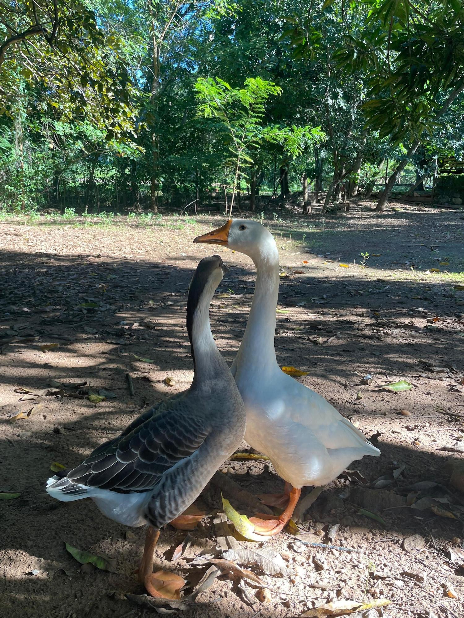 Vista Exterior Casas Goiás