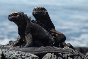 Actividad - Galapagos Insuperable 4D 3N - Desde Santa Cruz