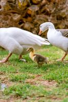 Alojamiento - Vertientes de Elqui