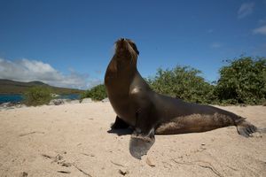 Actividad - LT-Galápagos en 4 días: Vida Silvestre y Maravillas