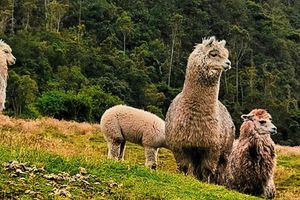 Actividad - Senderismo por el Parque Nacional Cajas