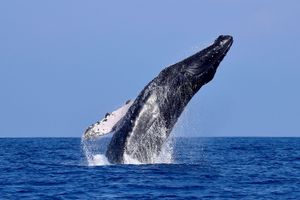 Actividad - Avistamiento de Ballenas: Expedición Majestuosa de Ballenas