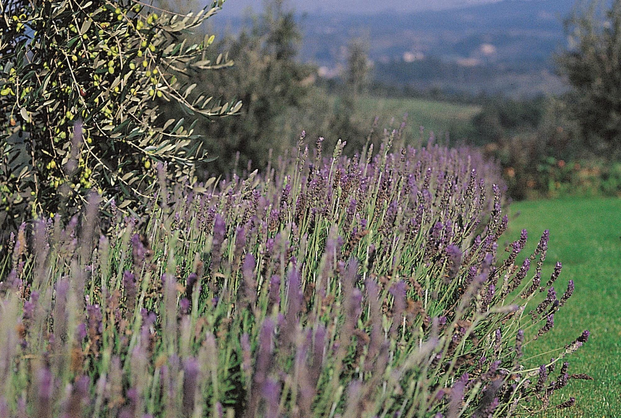 Vista Exterior Podere il Pino