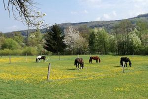 Alquiler Vacacional - Holidays among happy animals!