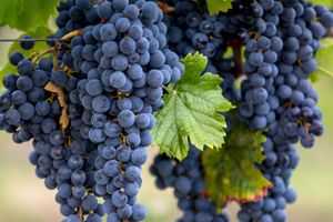 Actividad - Tour del vino por Pessac-Léognan y Graves en grupo reducido