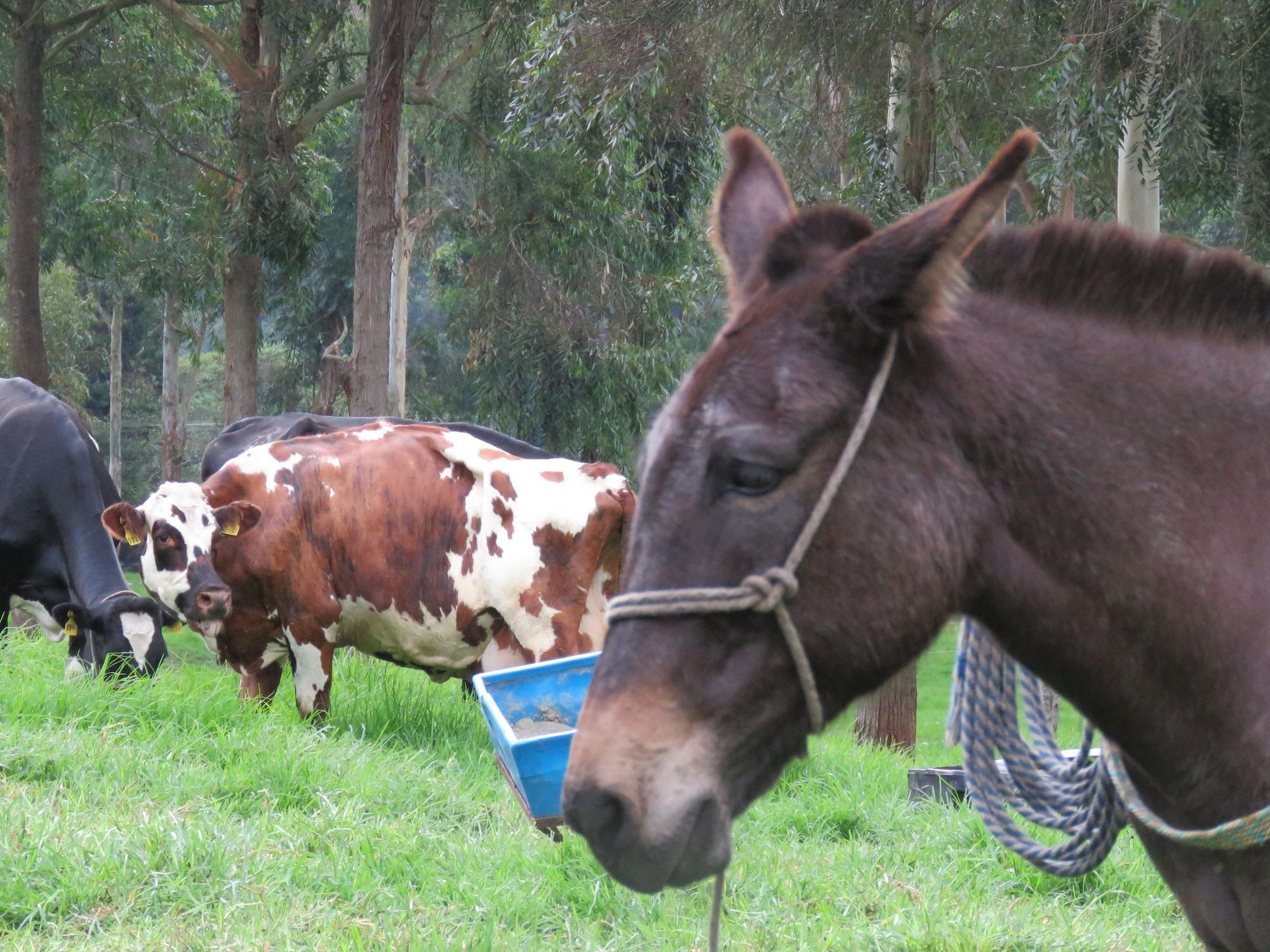 Instalaciones Recreativas Ecohotel Pinohermoso