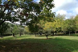 Alojamiento - B&B Vigna dell'Agrifoglio