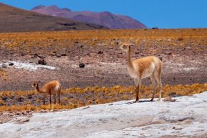 Actividad - Excursión al Parque Nacional Volcán Isluga
