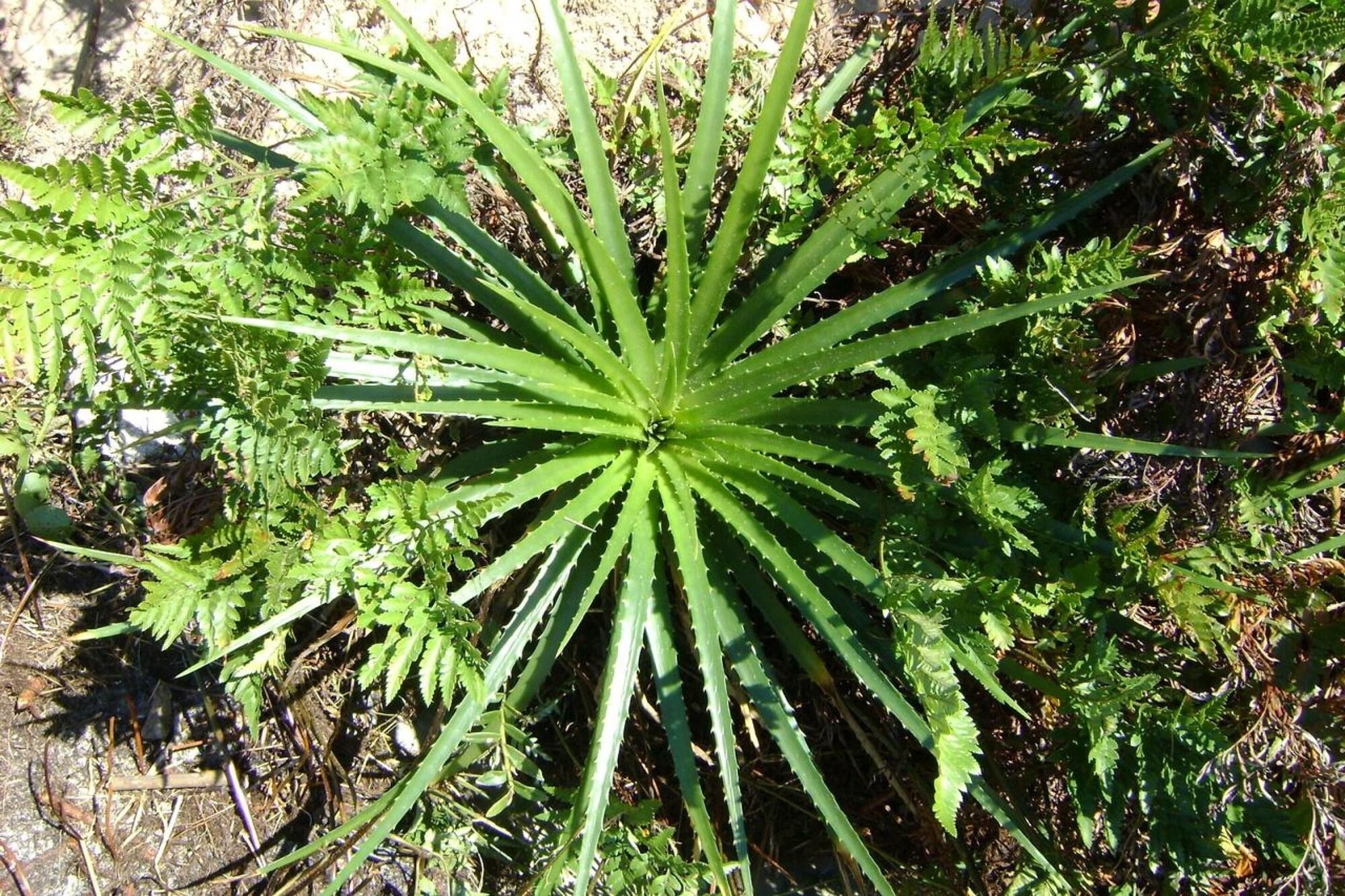 Comodidades del Alojamiento OYO Hotel Rainha