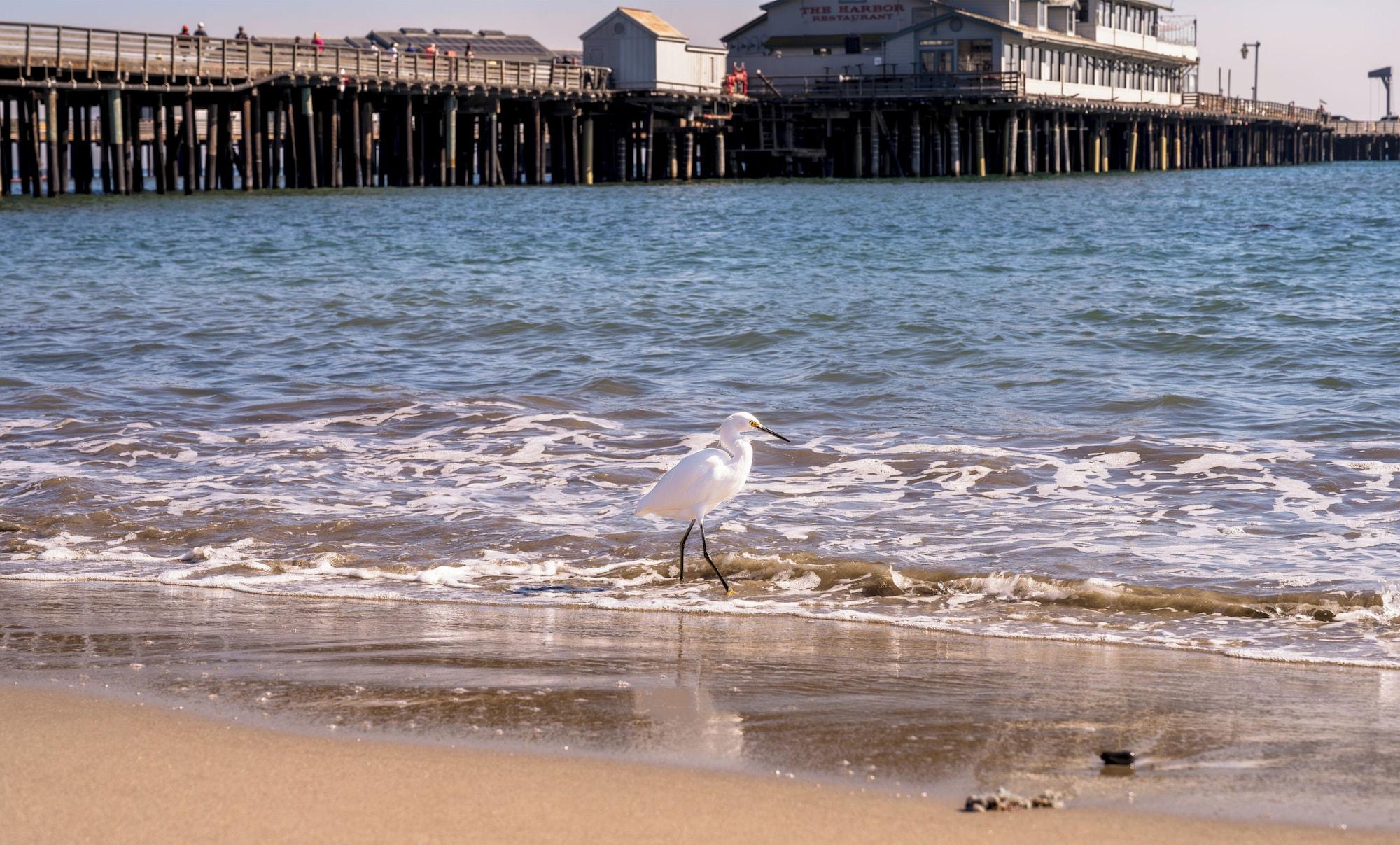 Playa The Eagle Inn