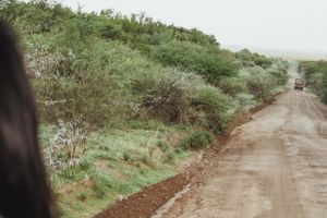 Actividad - Safari por el Parque Pilanesberg