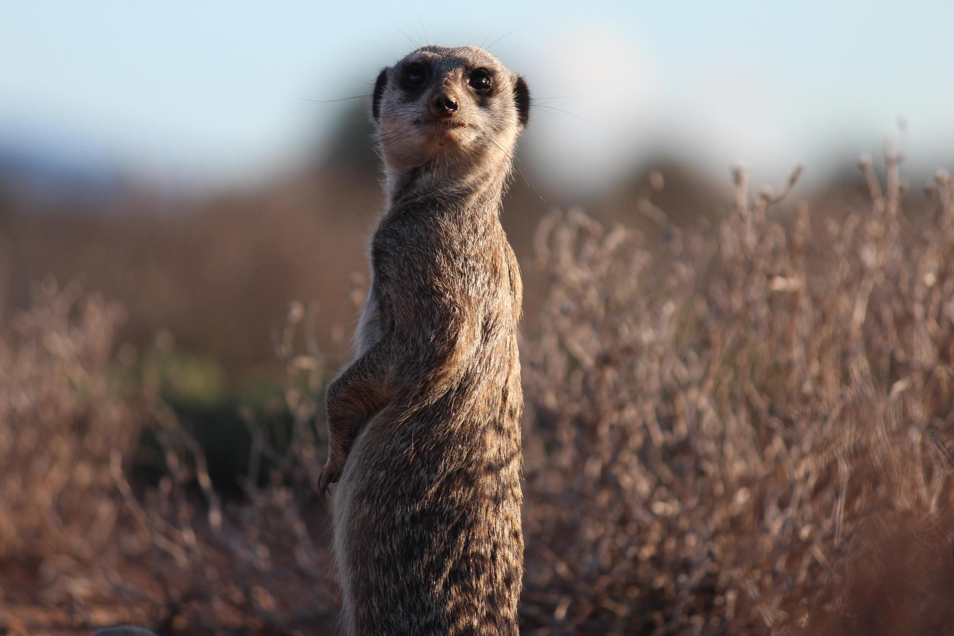 Instalaciones Recreativas De Zeekoe Guest Farm