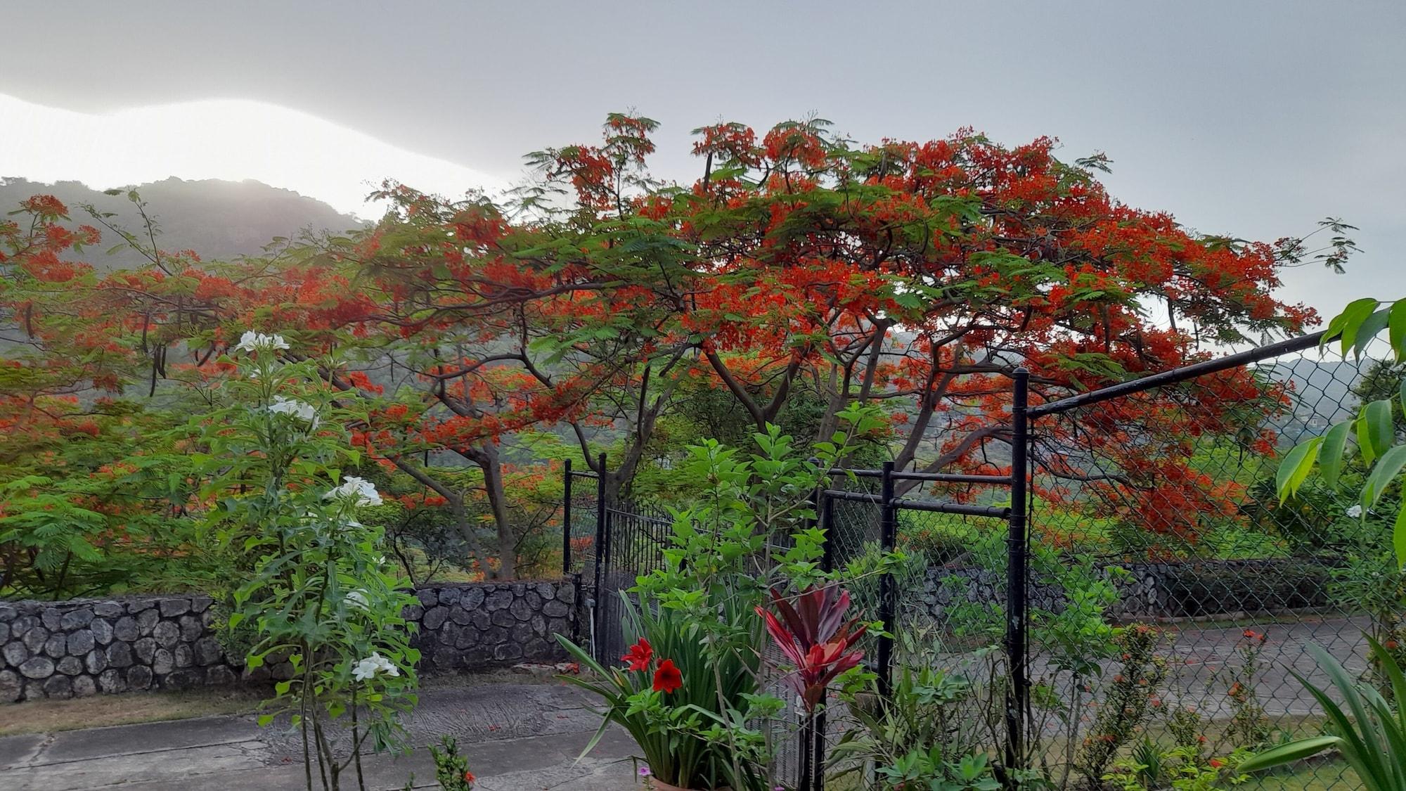 Vista Exterior Neita's Nest - Jamaican Bed & Breakfast