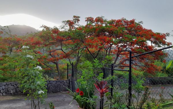 Neita's Nest - Jamaican Bed & Breakfast