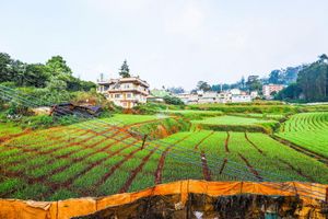 Alojamiento - OYO 22517 Mananya Cottage