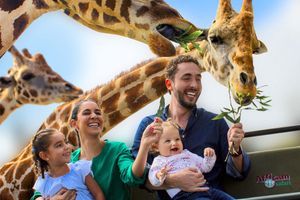 Actividad - Visita Africam Safari Puebla, la Gran Aventura!