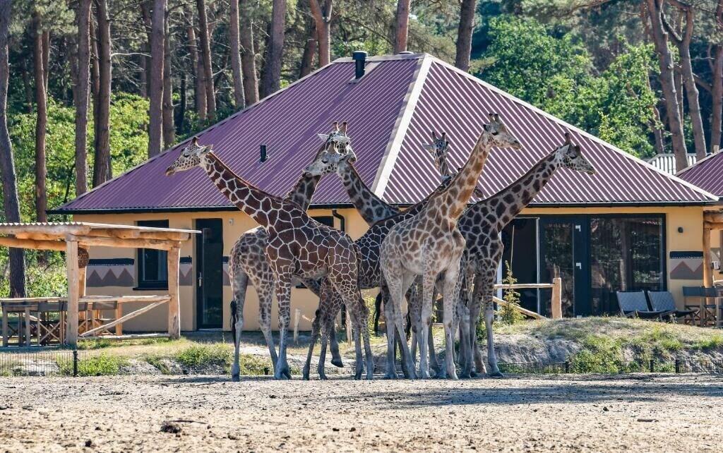 Vista Exterior Safari Resort Beekse Bergen