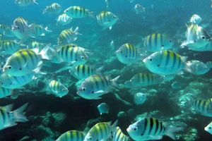 Actividad - Tour a Isla Saona en Semi submarino con almuerzo