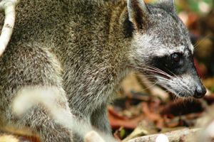 Actividad - Visita guiada al Parque Nacional Manuel Antonio