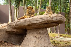 Actividad - Combo Todos los Parques: Zoológico de São Paulo + Simba Safari + Dino World + Aqua Zoo + Jardín Botánico