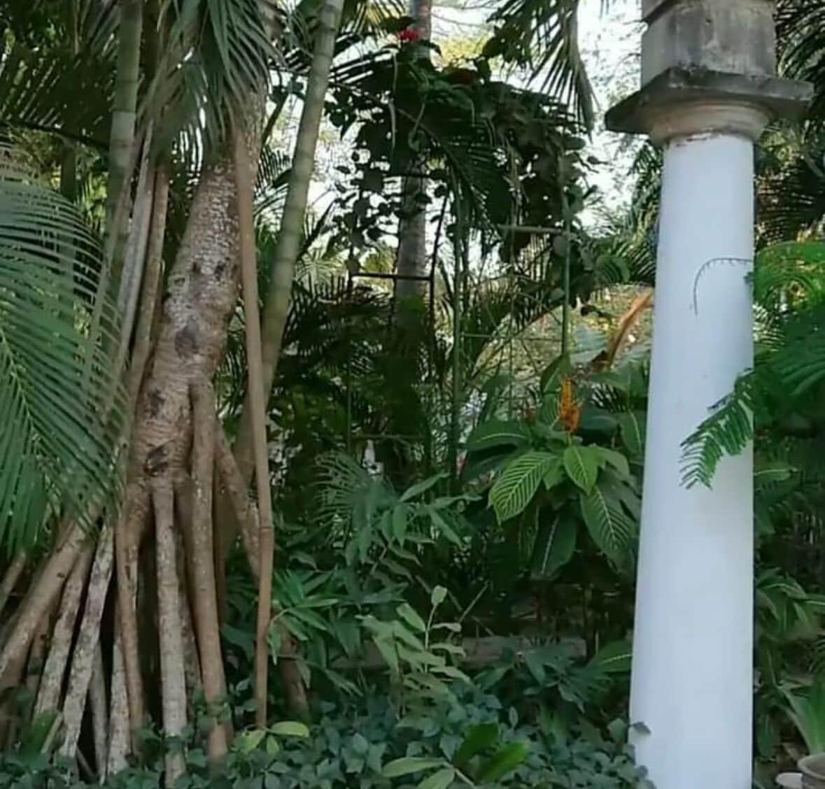 Vista Lobby Kiota Jungle Homestay