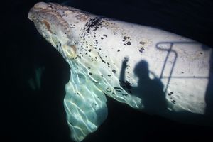 Actividad - Avistaje Embarcado de Ballenas