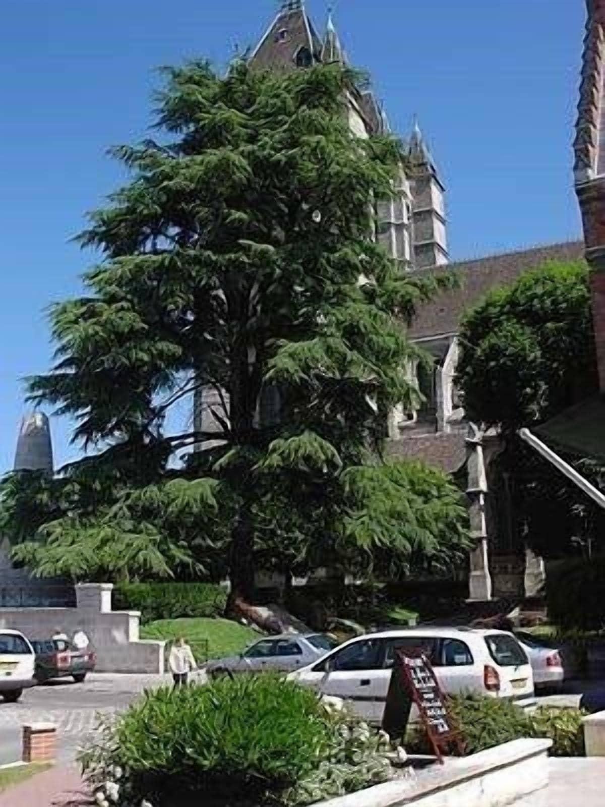 Vista Exterior Citotel Le Cedre