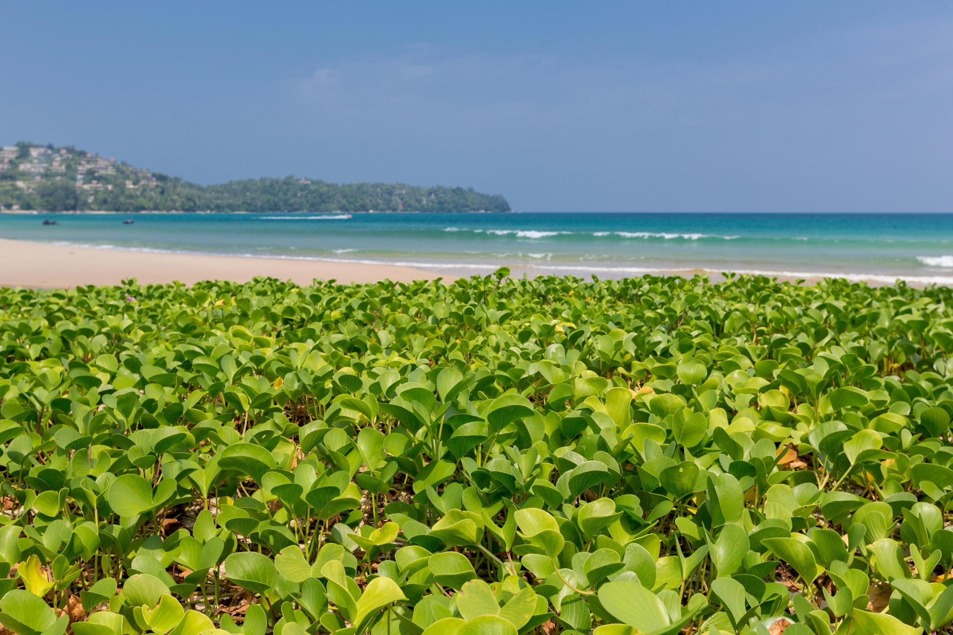 Playa Sunwing Bangtao Beach