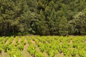 Actividad - Visita a la bodega Huellas del Tiétar
