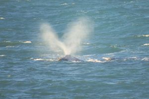 Actividad - Búsqueda de ballenas
