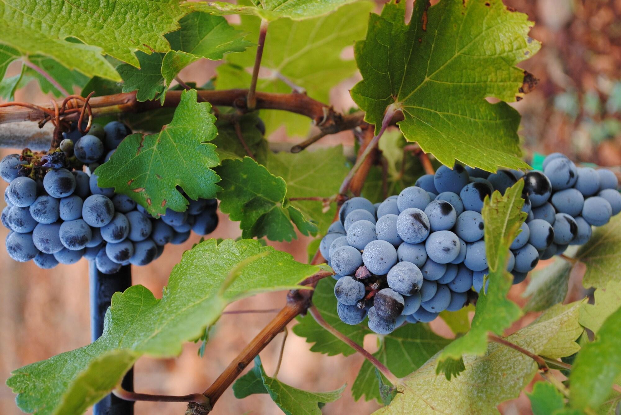 Gimnasio Weingut & Landhotel Can Davero