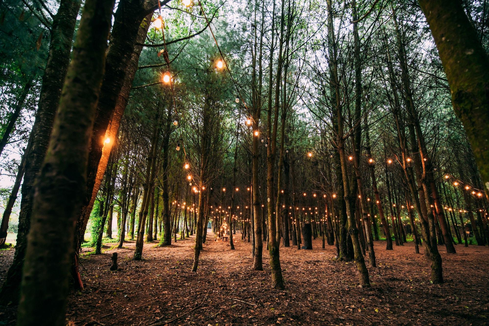 Comodidades del Alojamiento Boscoso Hotel Boutique