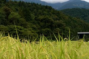 Actividad - Explora el pintoresco Japón antiguo en Takayama y Shirakawa-go - Excursión de día completo