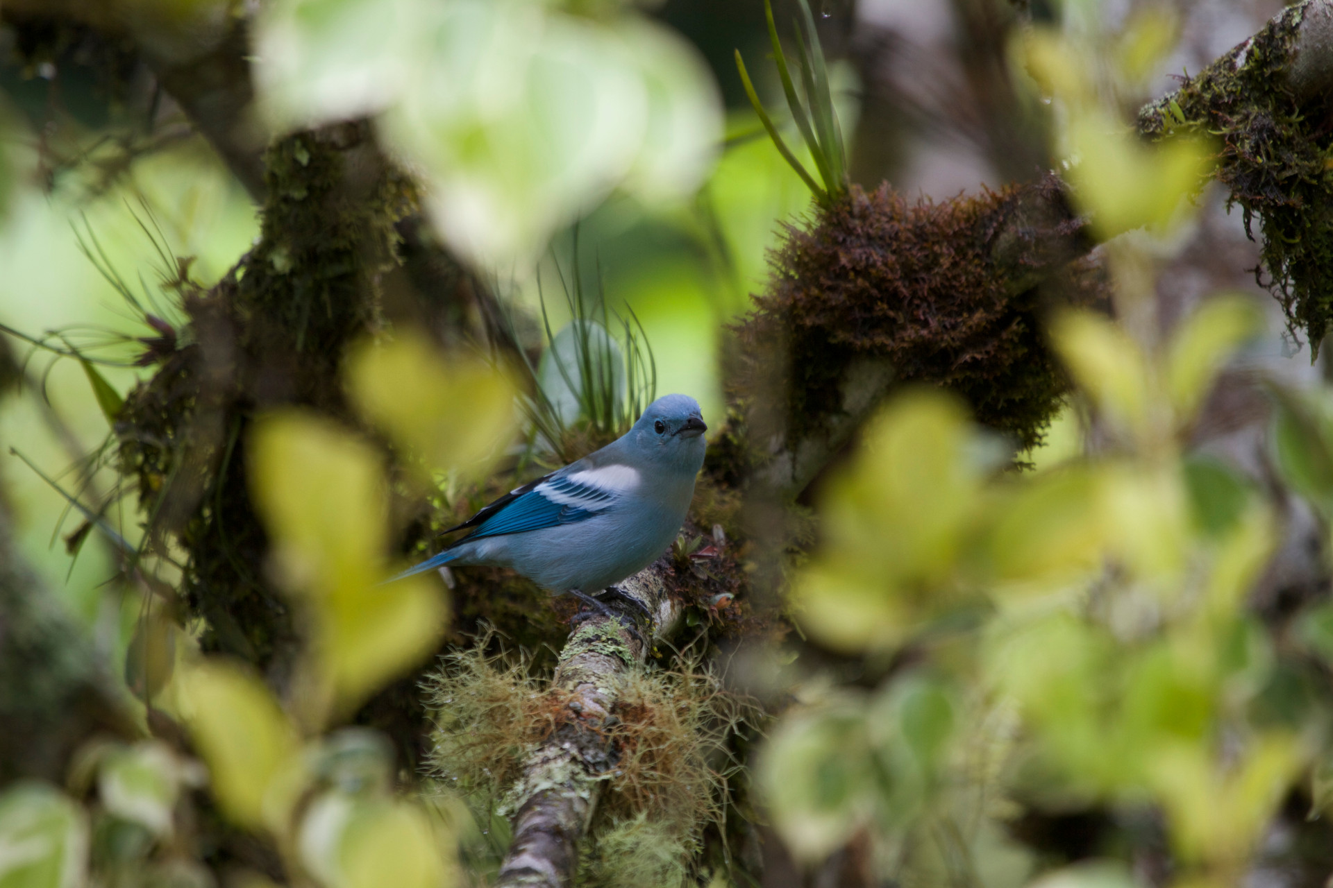 Varios CASA UPANO Guesthouse & Bird Sanctuary