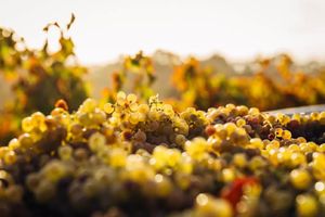 Actividad - Región vinícola de Canberra - Tour de día completo