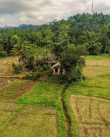 Alojamiento - Forest & Fields Sinharaja