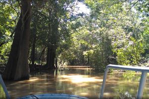 Actividad - Tour de aventura de 4 días por la selva amazónica