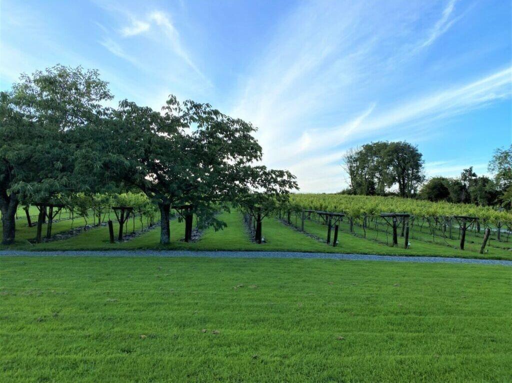 Comodidades del Alojamiento Jabajak Vineyard Restaurant With Rooms