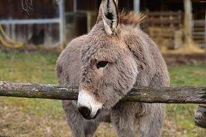 Alojamiento - Tenuta Valdomini