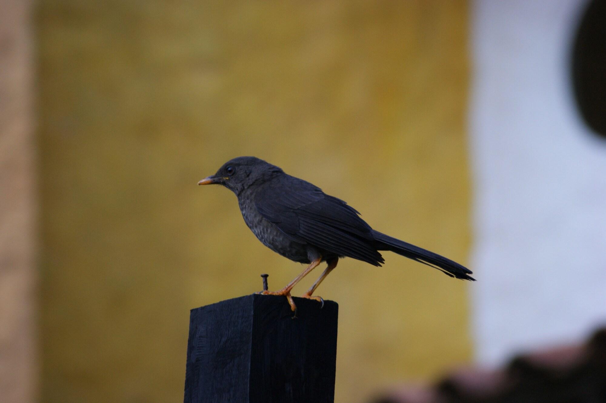 Spa Casa Mosaico Hotel Boutique