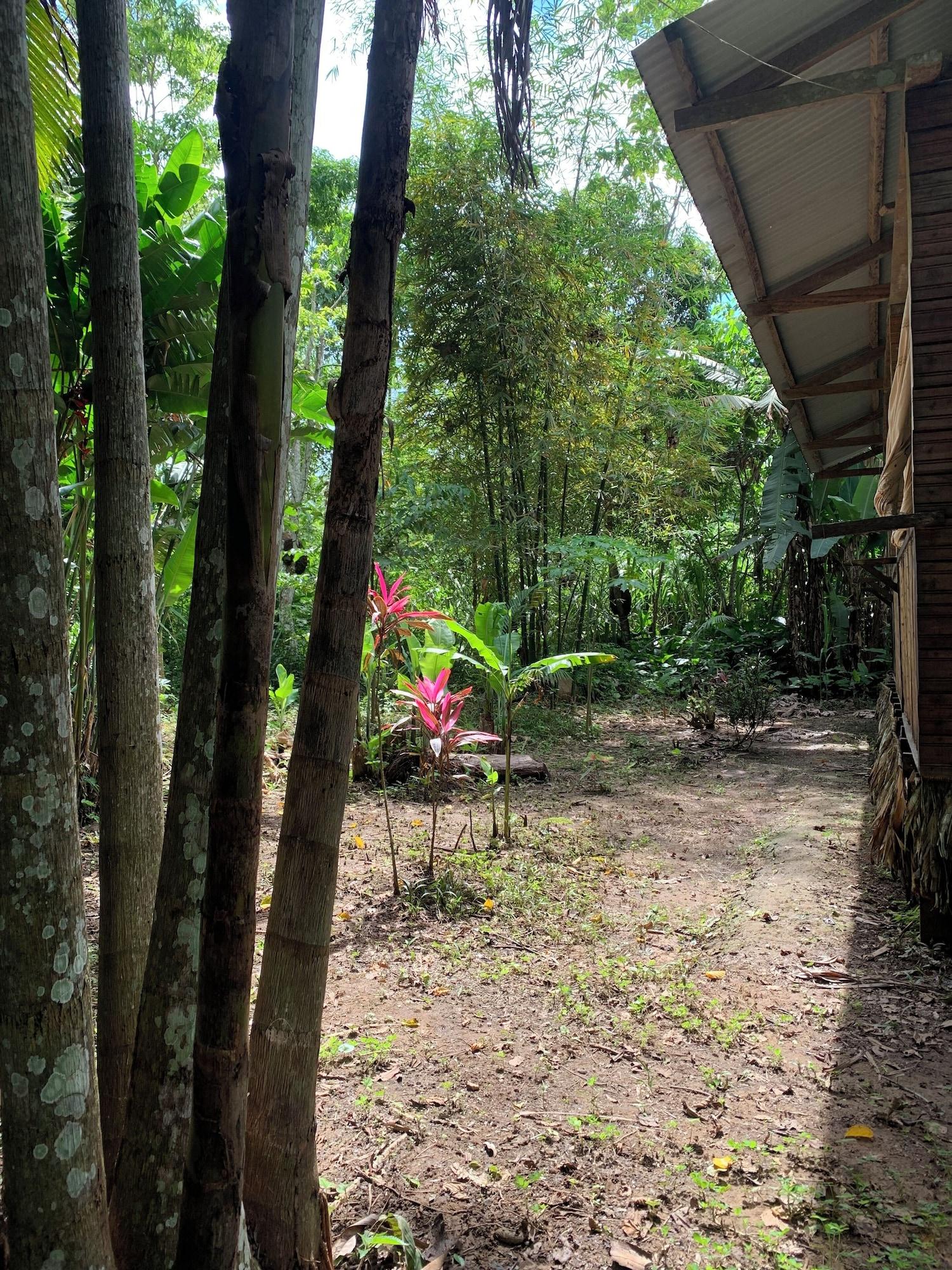 Vista Exterior amazonian oropendola tambopata